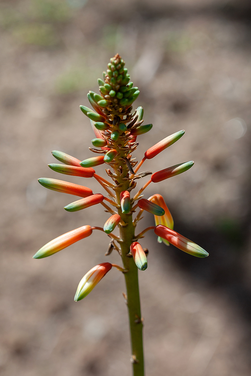 Image of genus Aloe specimen.