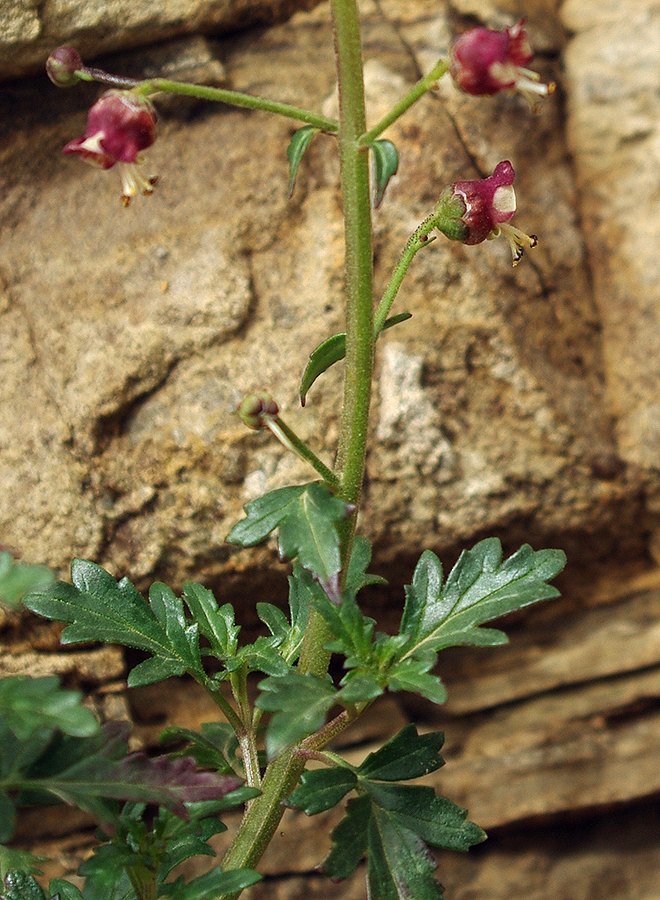 Изображение особи Scrophularia rostrata.