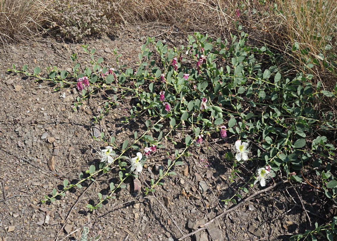 Image of Capparis herbacea specimen.