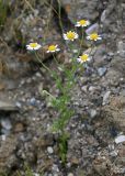 Anthemis cotula