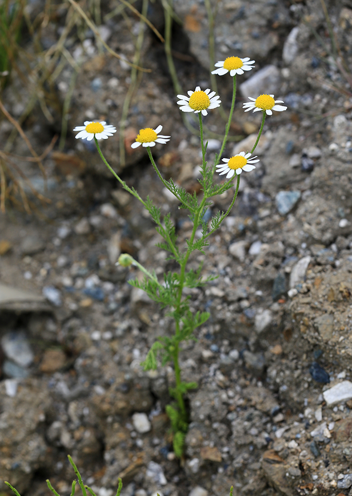 Image of Anthemis cotula specimen.