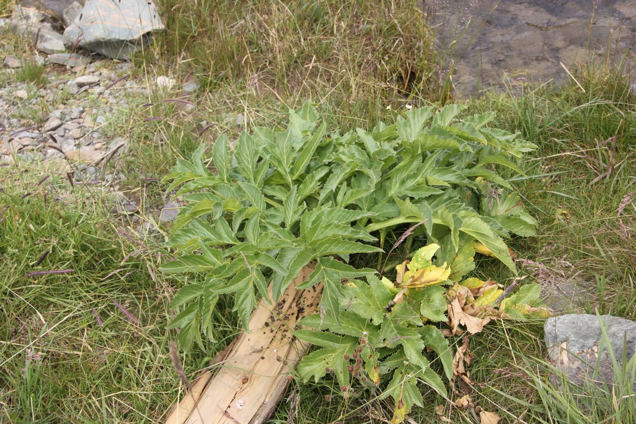 Image of Archangelica decurrens specimen.