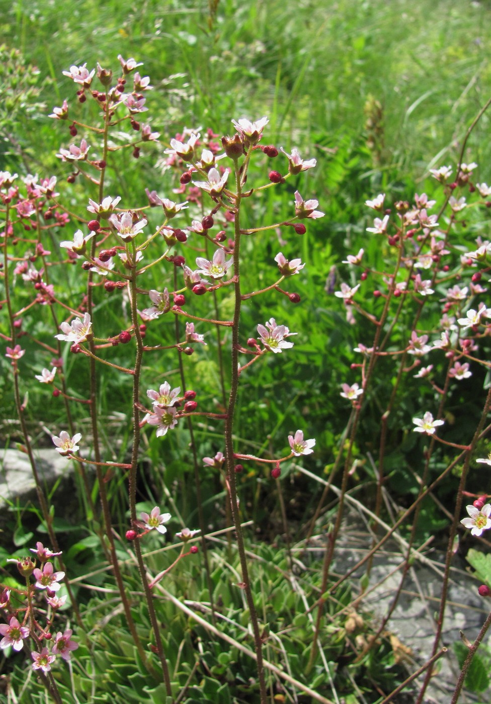 Изображение особи Saxifraga kolenatiana.