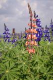 Lupinus pilosus. Верхушка цветущего растения. Израиль, г. Тель-Авив, парк Ариэля Шарона, в поле. 20.02.2022.