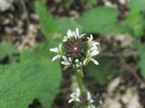 Arabis sagittata