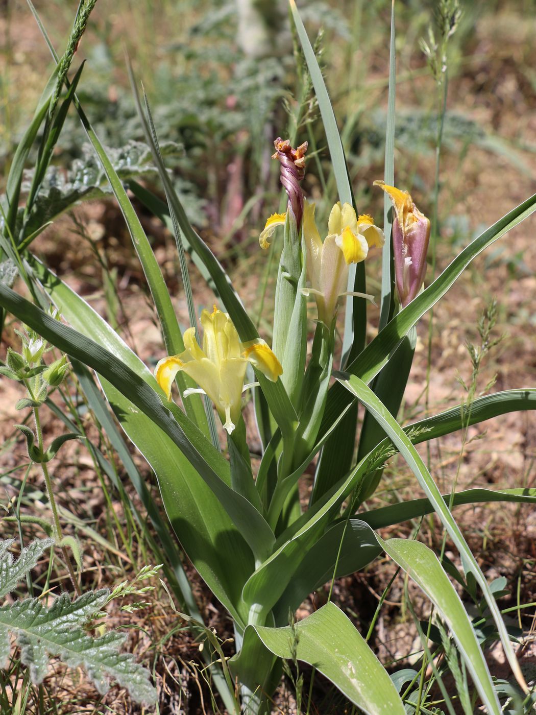 Изображение особи Juno orchioides.