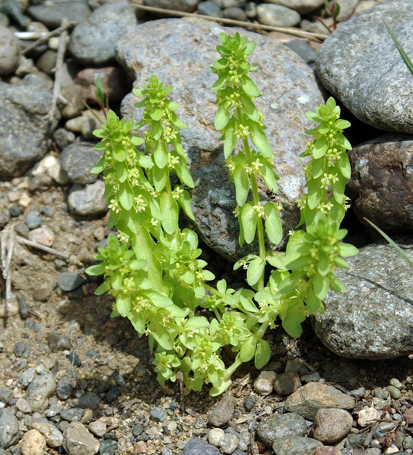 Изображение особи Cruciata articulata.