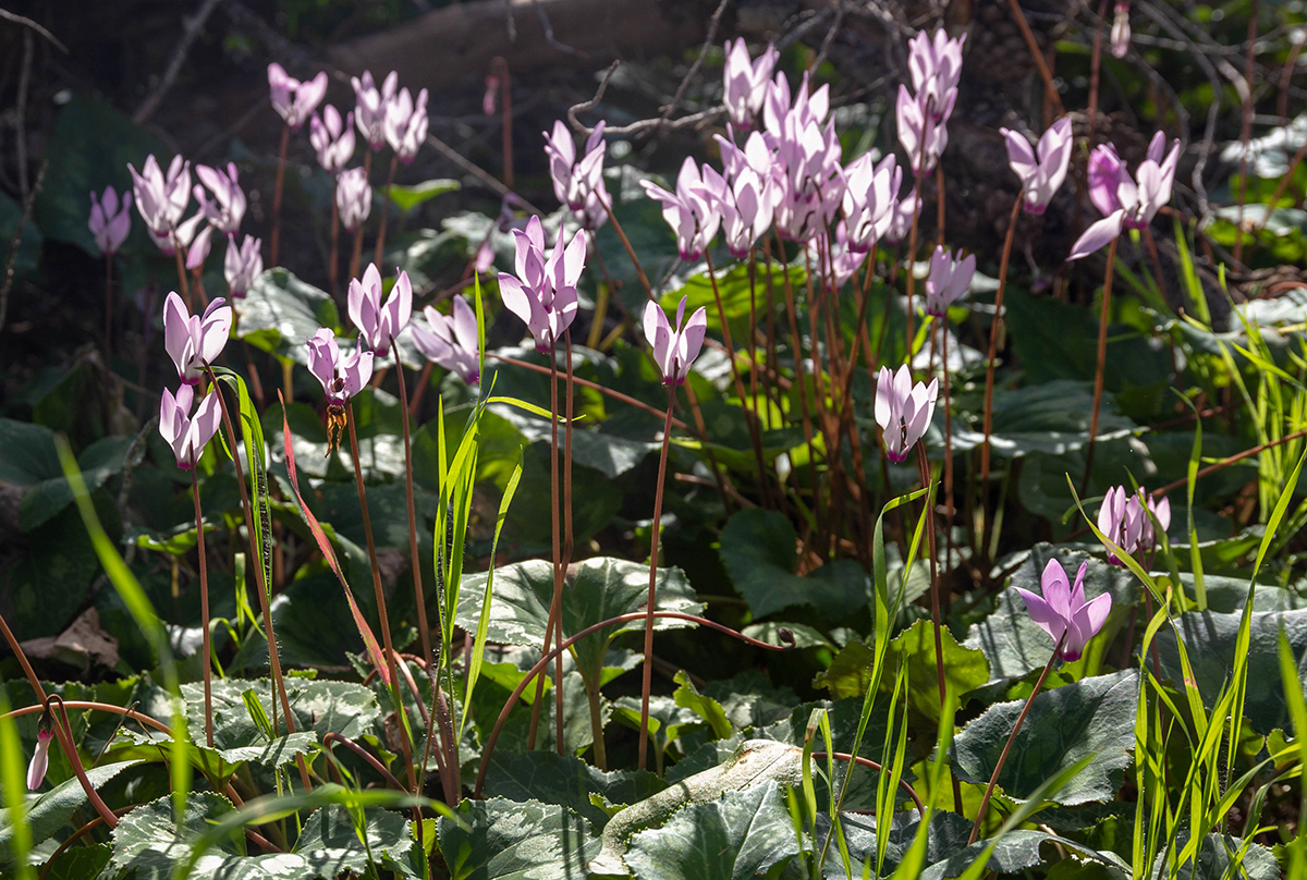 Image of Cyclamen persicum specimen.