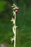 Ophrys insectifera