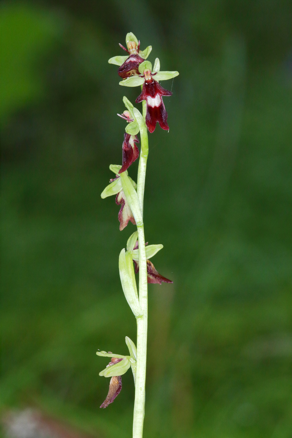 Изображение особи Ophrys insectifera.