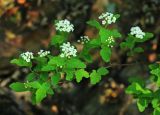 Spiraea turczaninowii