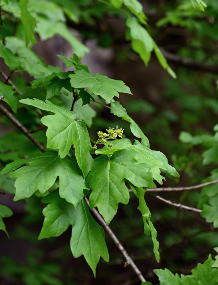 Image of Acer campestre specimen.