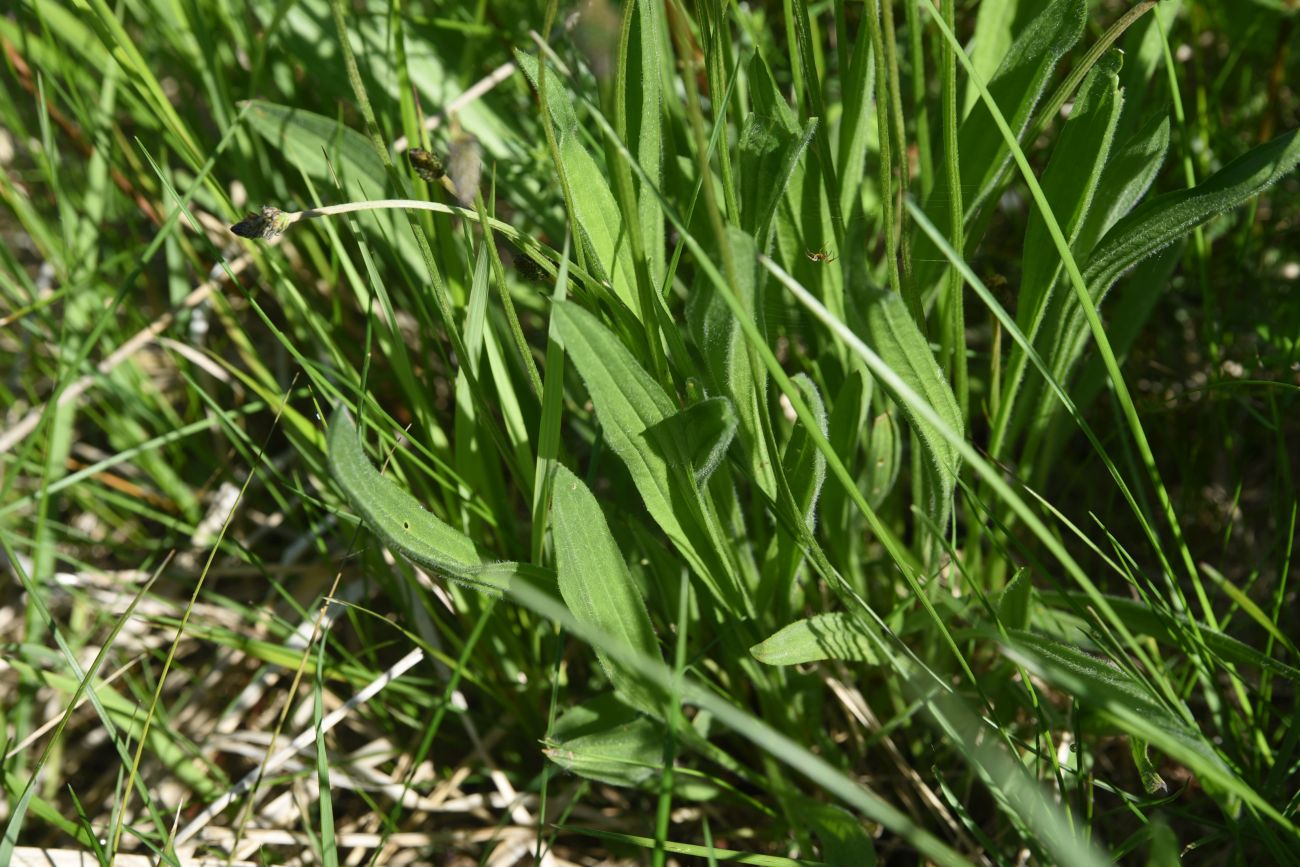 Image of Plantago lanceolata specimen.