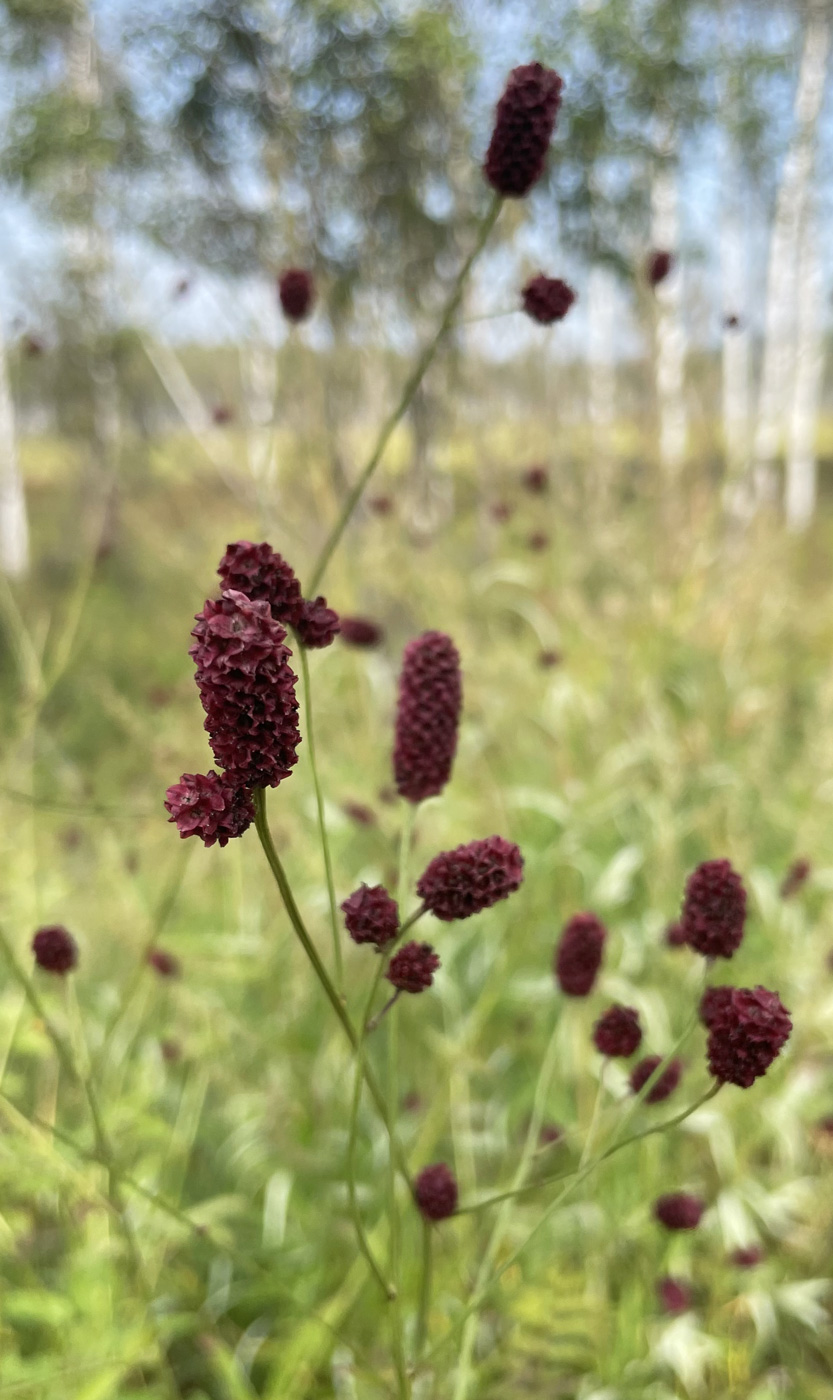 Изображение особи Sanguisorba officinalis.