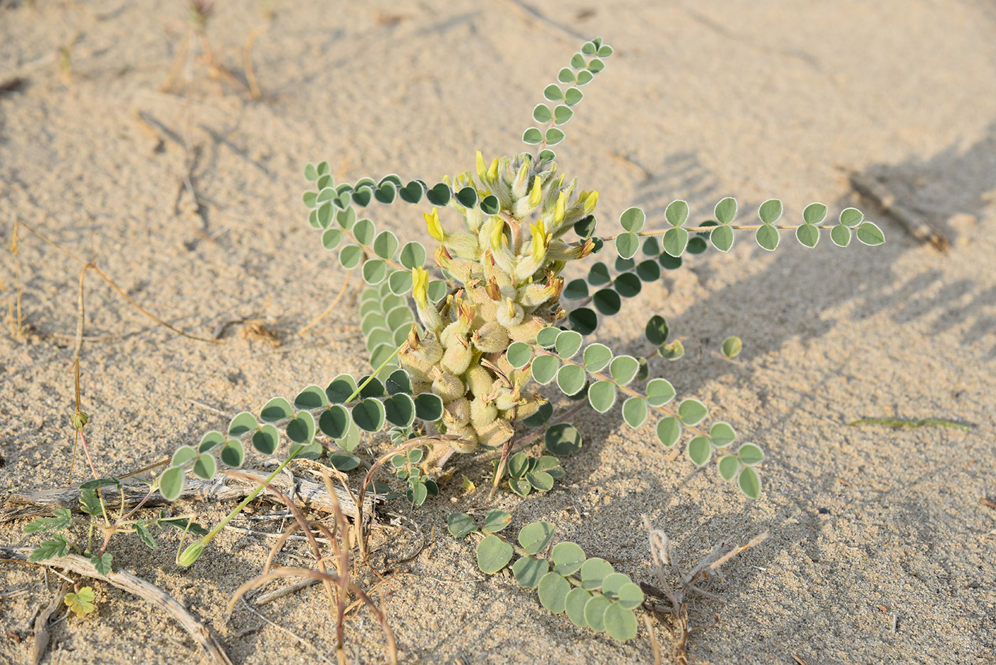 Image of Astragalus lehmannianus specimen.