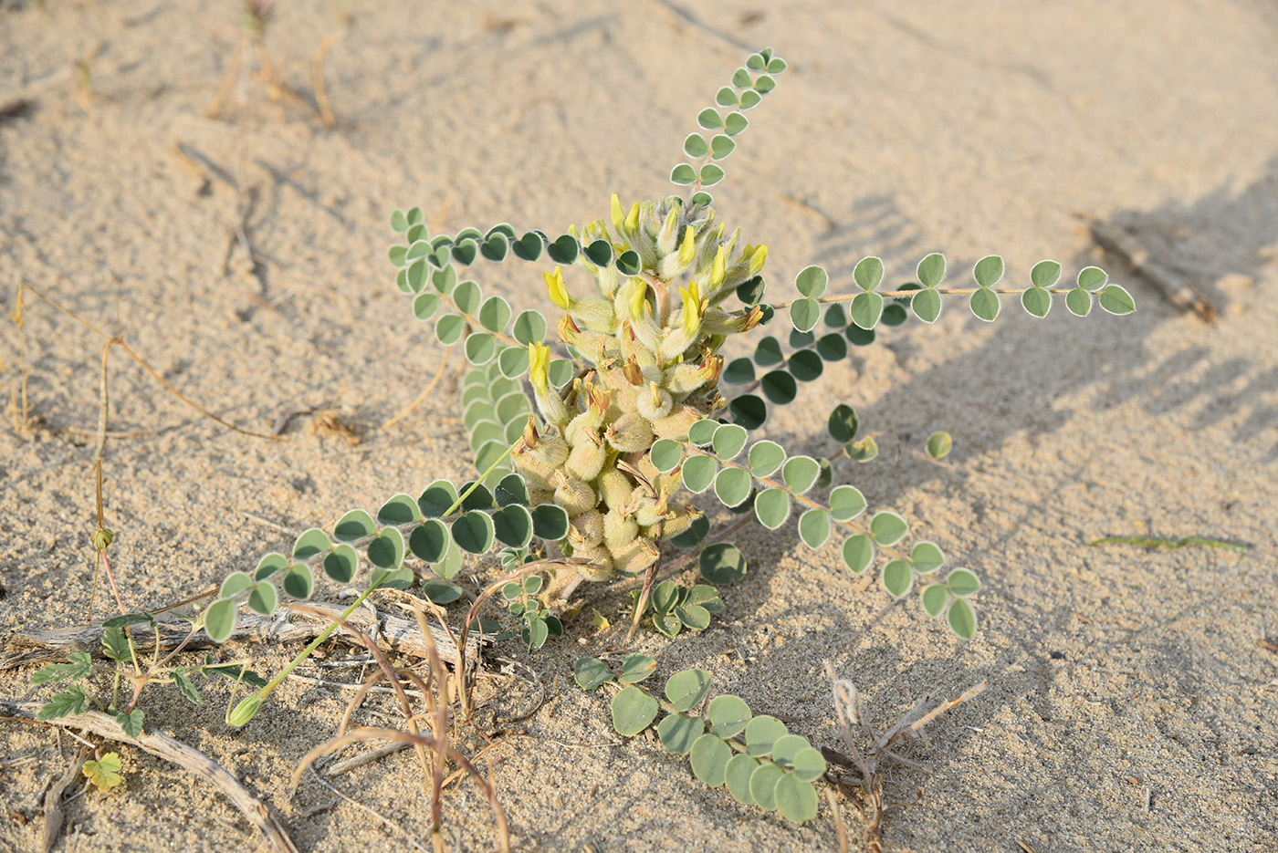 Изображение особи Astragalus lehmannianus.