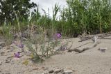 Oxytropis hailarensis. Цветущее и плодоносящее растение. Приморский край, Ханкайский р-н, окр. с. Турий Рог, территория между российской и китайской границами, прибрежная песчаная терраса. 26.06.2022.