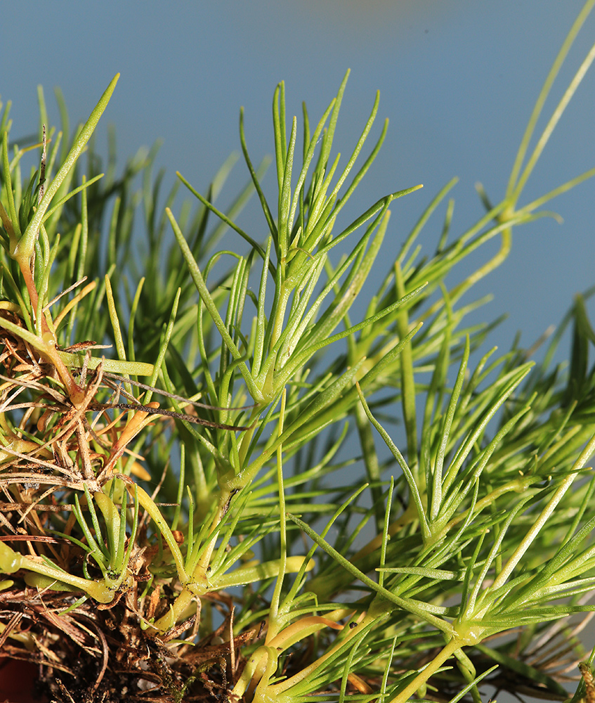 Image of Minuartia gracilipes specimen.