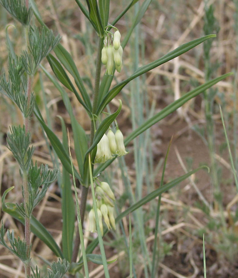 Изображение особи Polygonatum sibiricum.