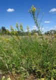 Solidago virgaurea