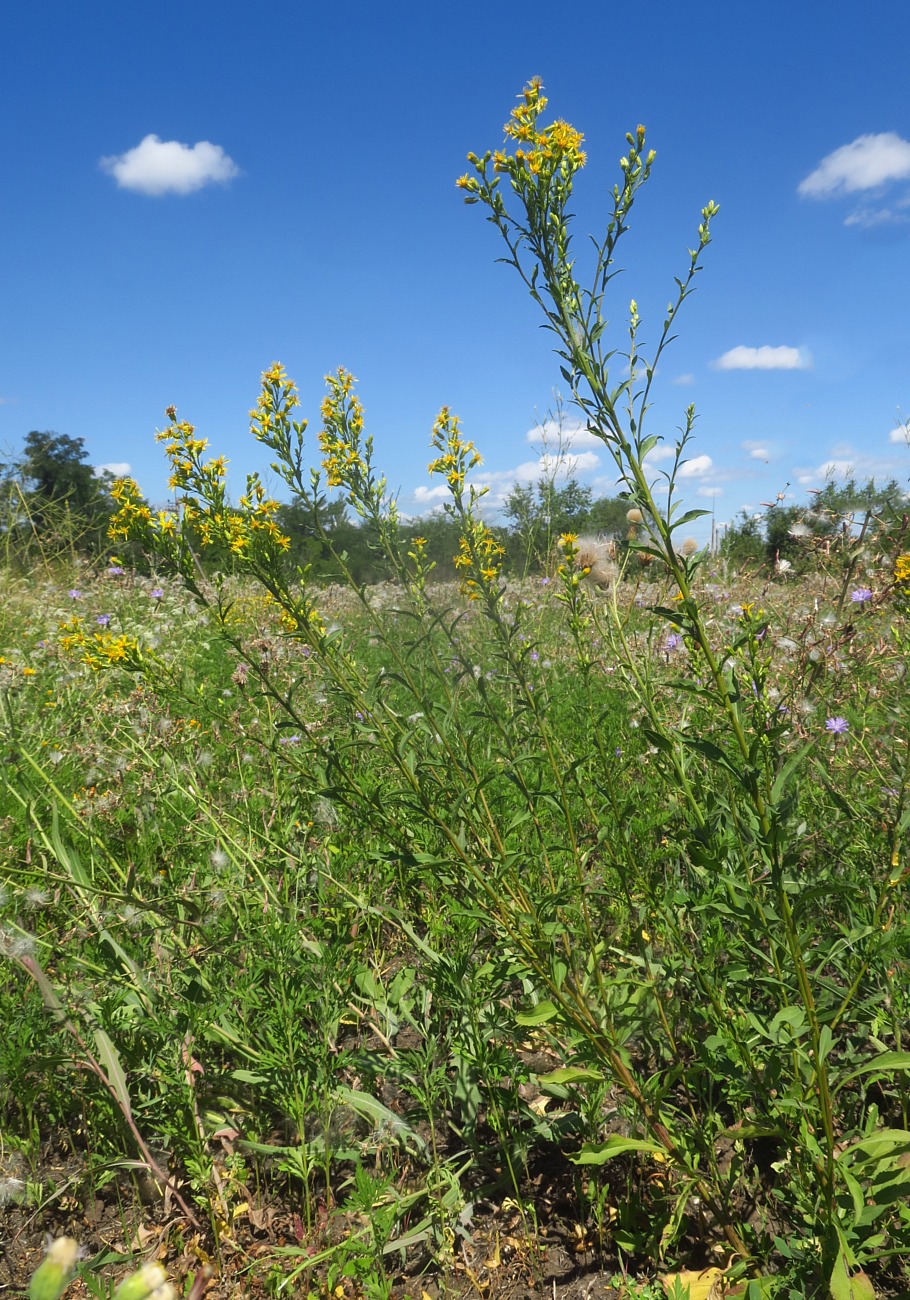 Image of Solidago virgaurea specimen.