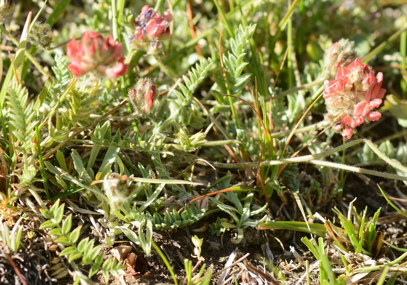 Изображение особи семейство Fabaceae.