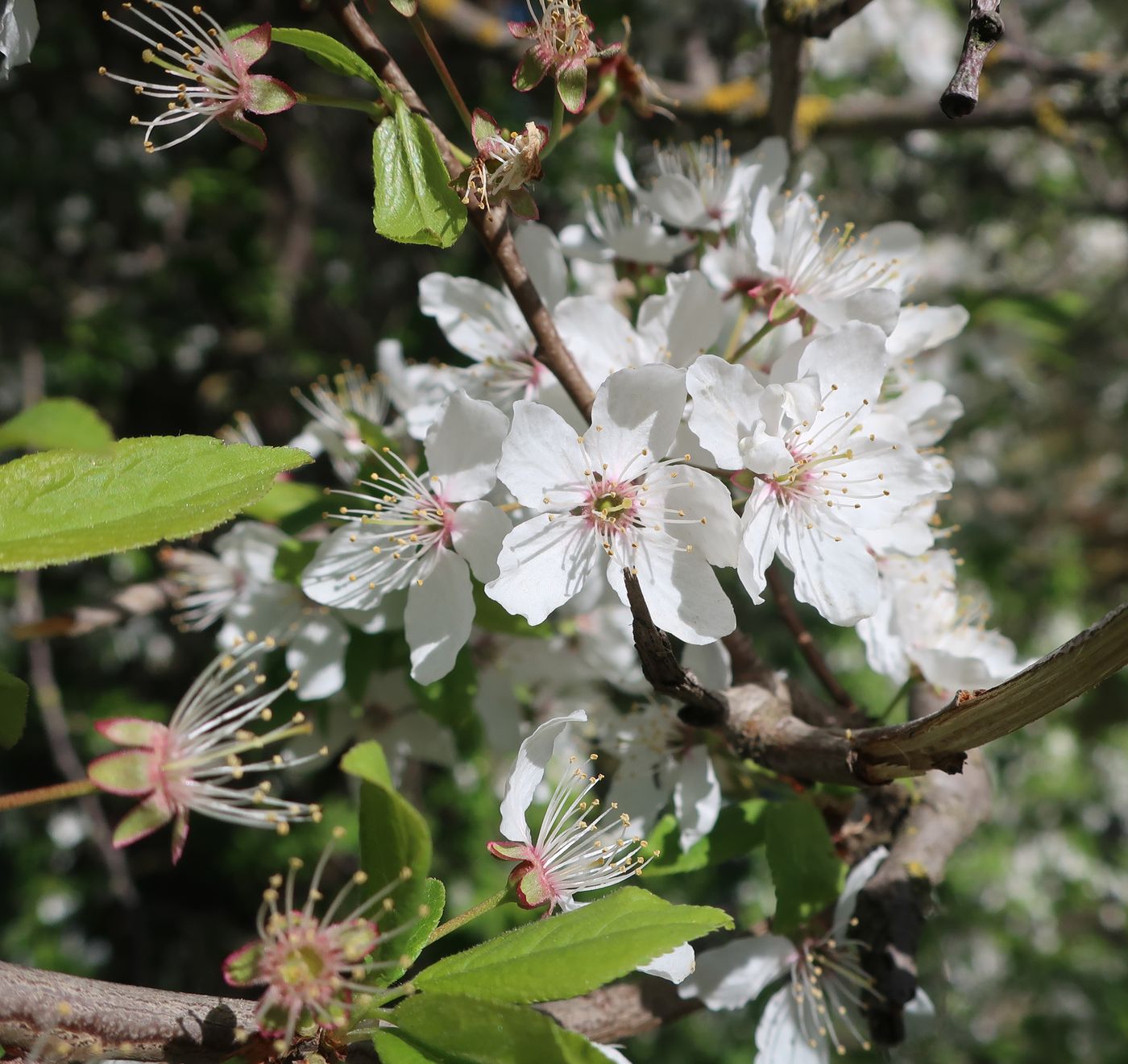 Image of genus Prunus specimen.