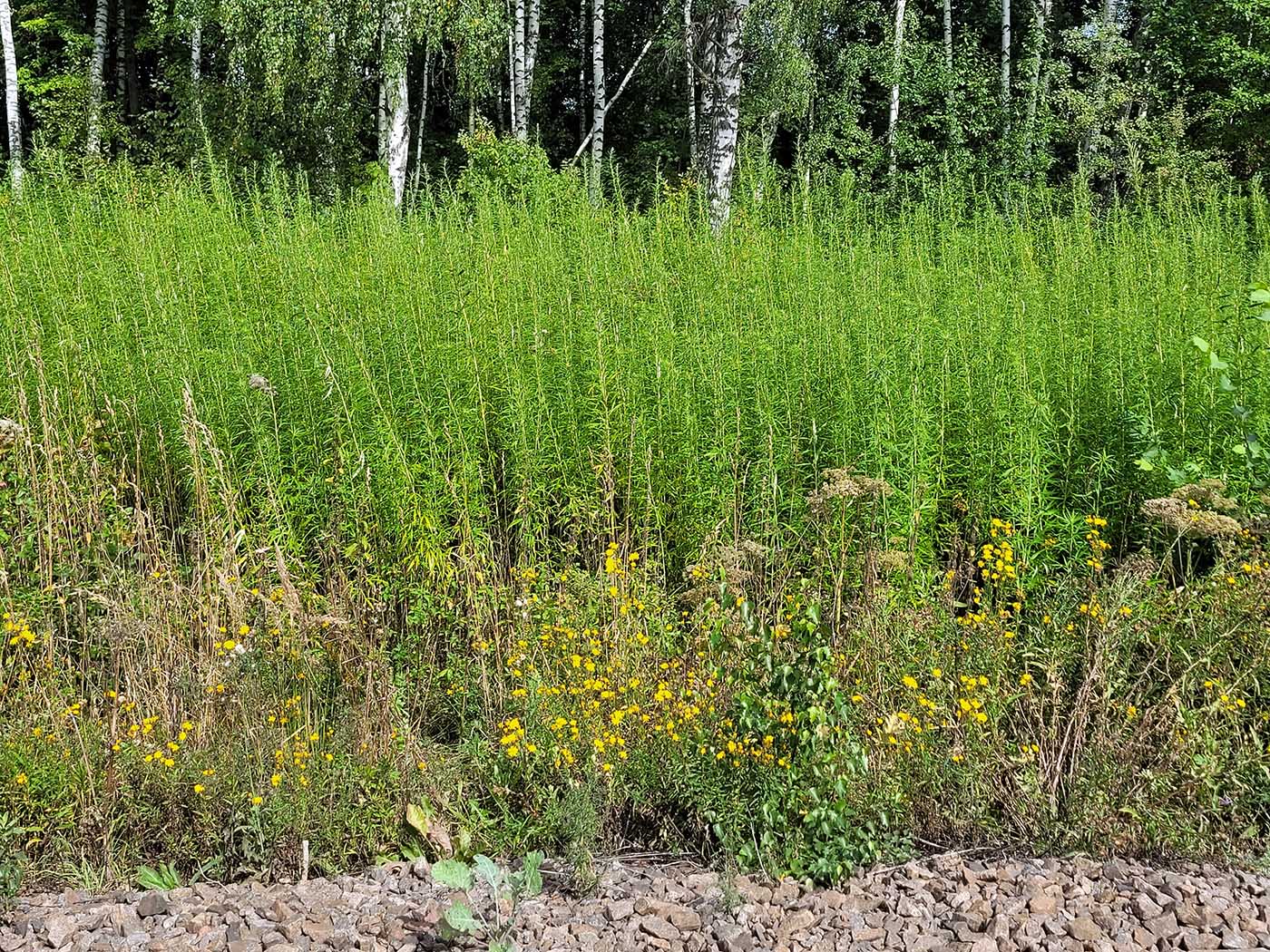 Изображение особи Artemisia selengensis.