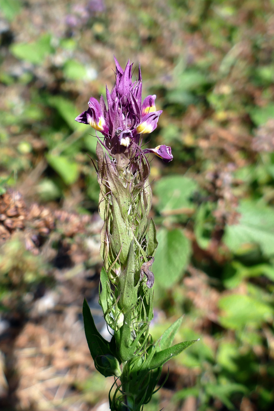 Image of Melampyrum arvense specimen.