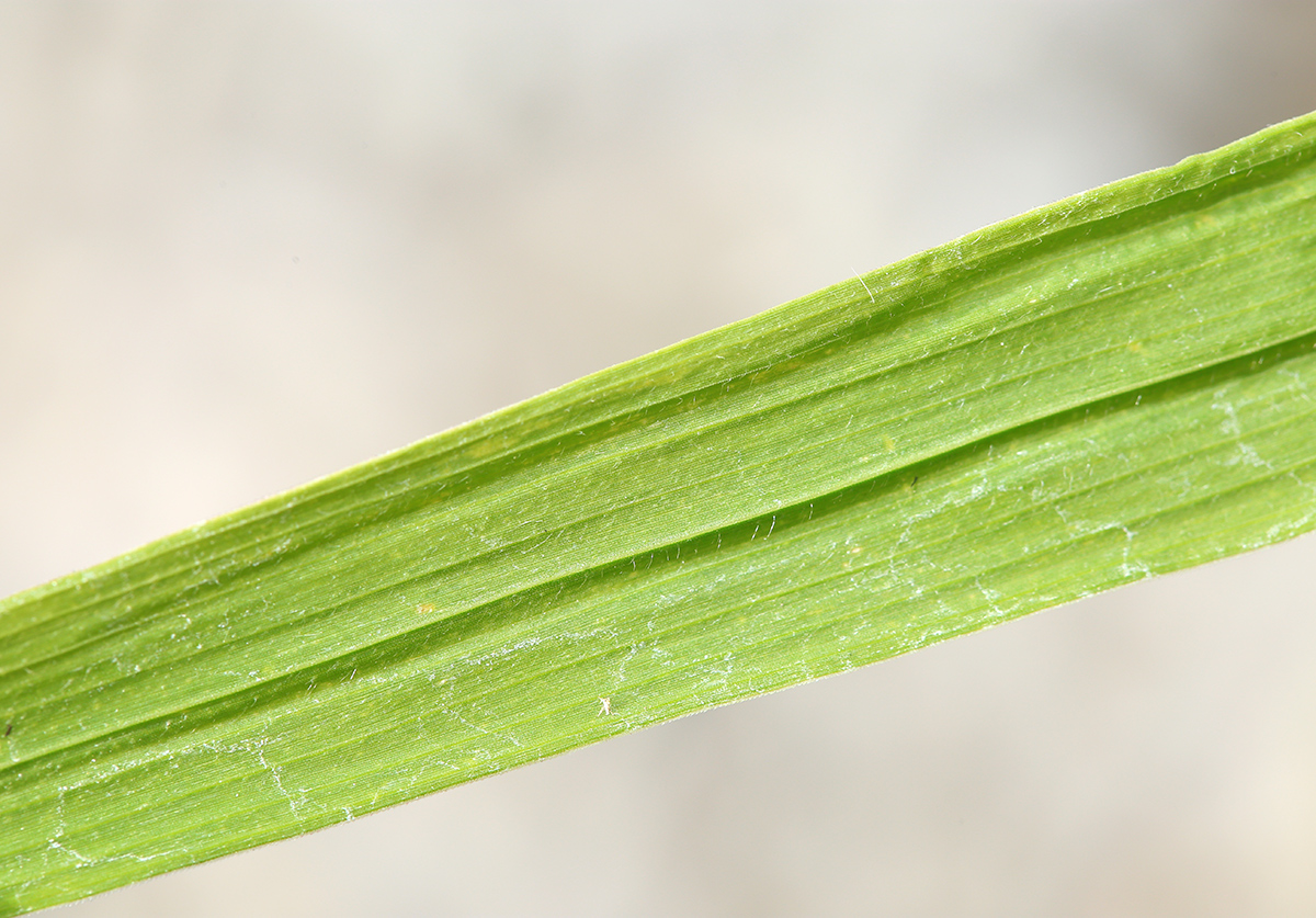 Image of Setaria faberi specimen.