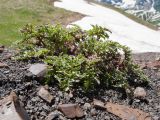 Scrophularia ruprechtii