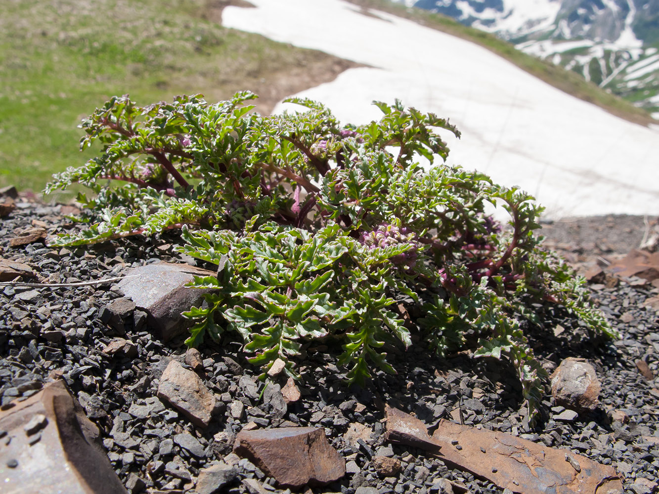 Изображение особи Scrophularia ruprechtii.