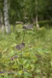 Thalictrum thunbergii