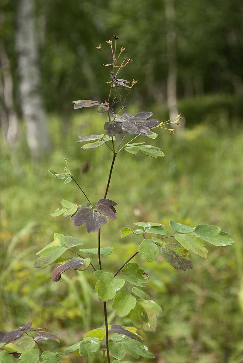 Image of Thalictrum thunbergii specimen.