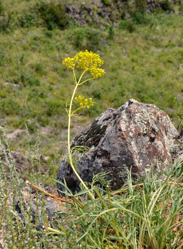 Image of Patrinia intermedia specimen.