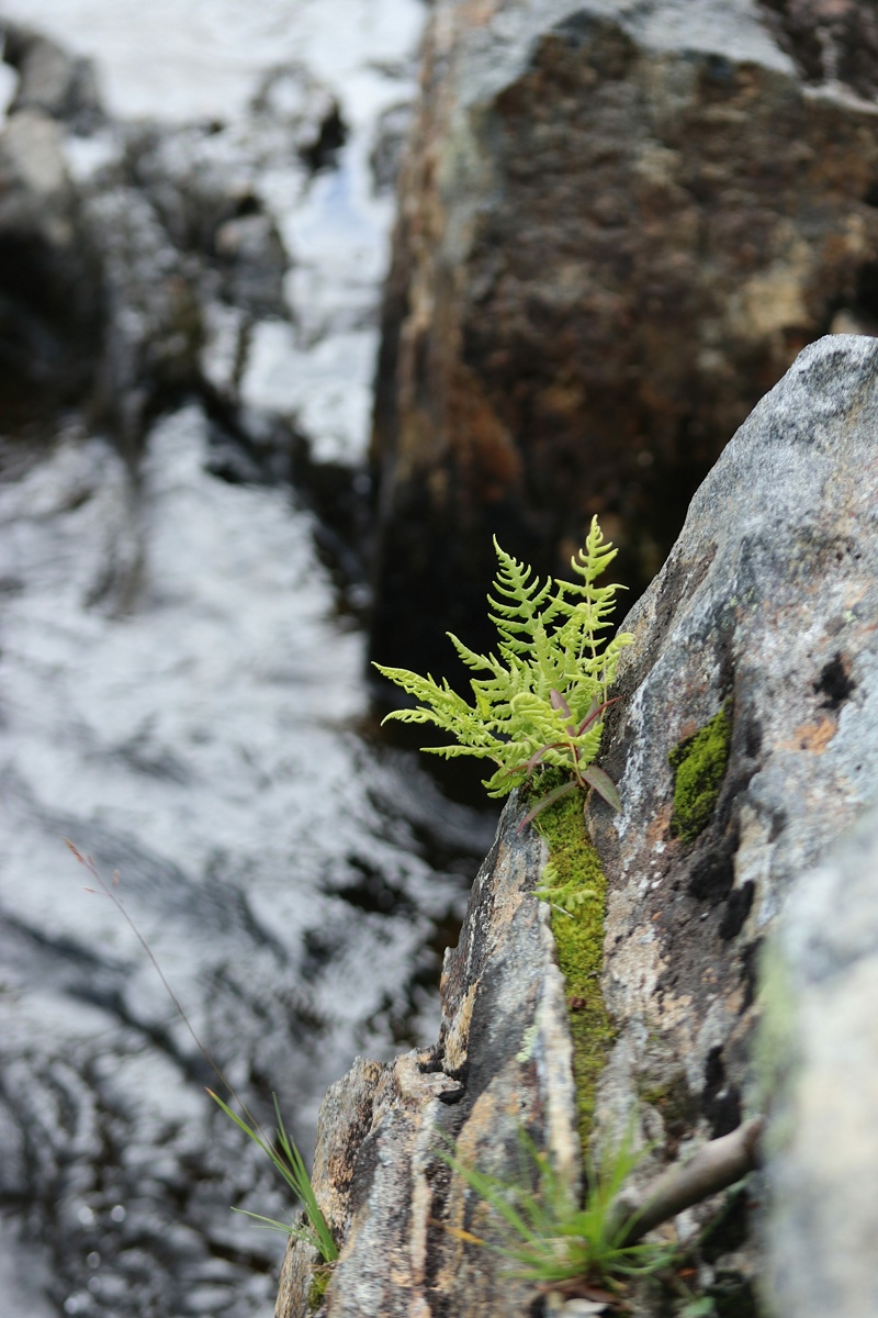 Изображение особи Phegopteris connectilis.