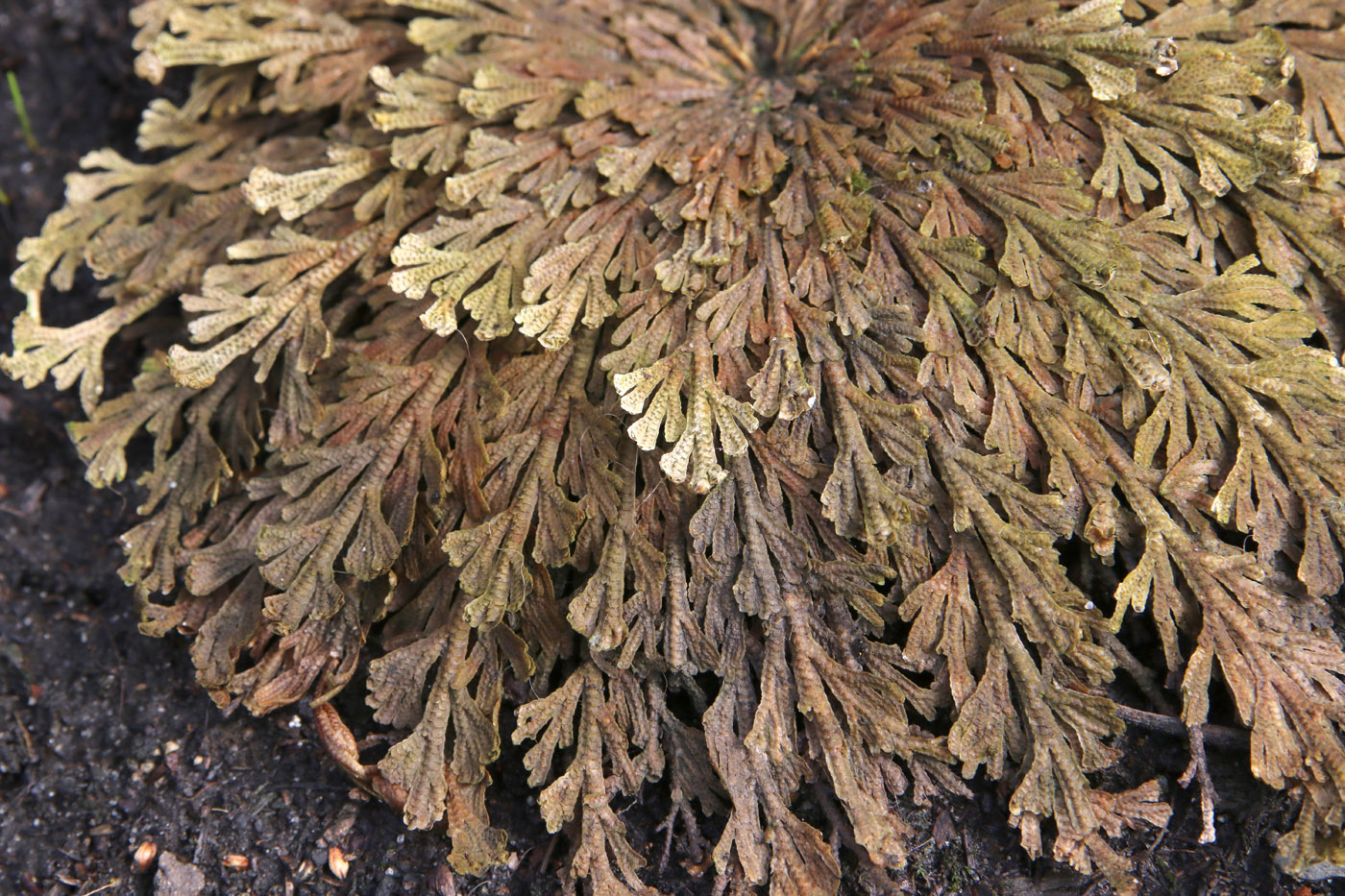 Image of genus Selaginella specimen.