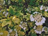 Viburnum opulus