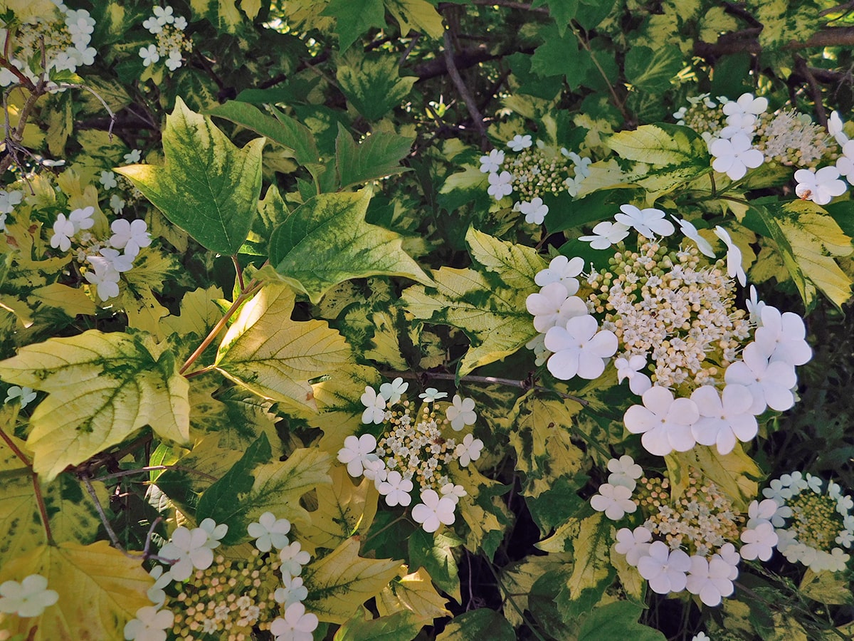 Image of Viburnum opulus specimen.