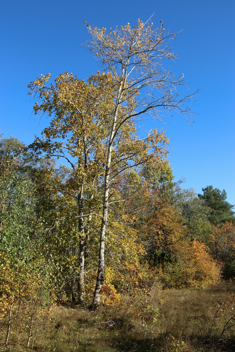 Изображение особи Populus tremula.