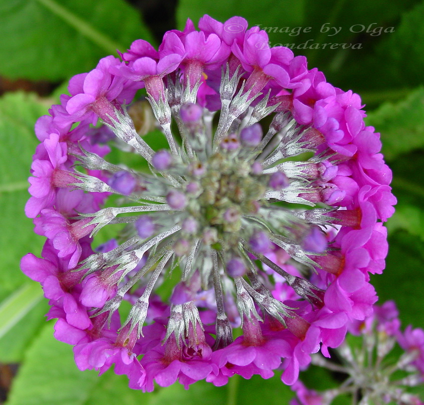 Image of Primula beesiana specimen.