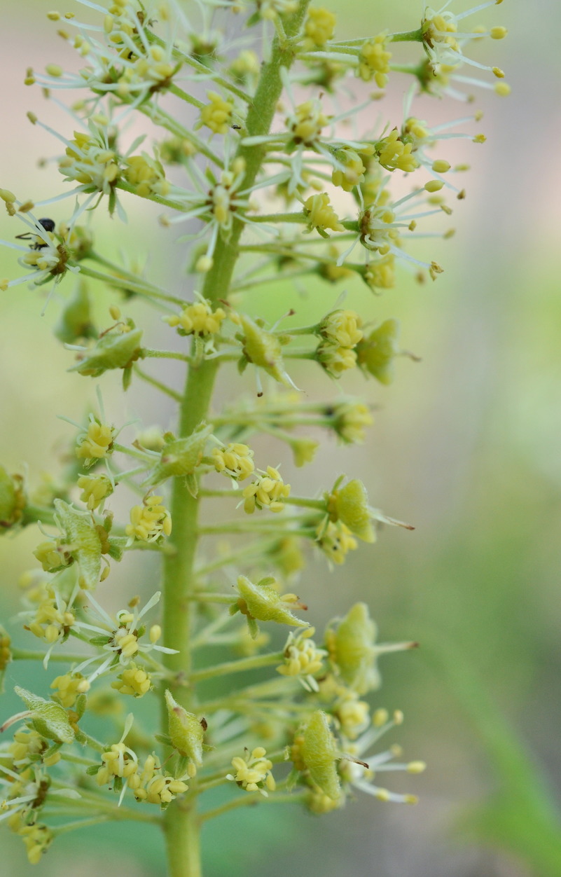 Image of Acer ukurunduense specimen.