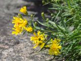 Hieracium umbellatum разновидность dunale. Верхушка цветущего растения. Ленинградская обл., Выборгский р-н, Финский залив, о-в Вихревой, расщелина в скале. 04.07.2021.