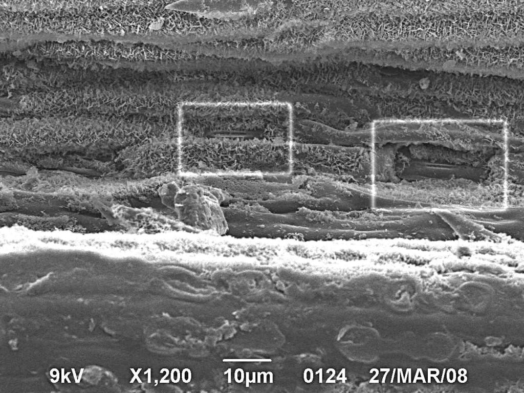 Image of Achnatherum bromoides specimen.