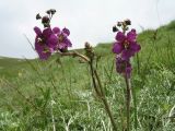 Verbascum phoeniceum. Верхушка цветущего растения. Казахстан, Сев. Тянь-Шань, хр. Кетмень, пер. Кегень, ≈ 2000 м н.у.м., степной склон южной экспозиции. 23 мая 2016 г.