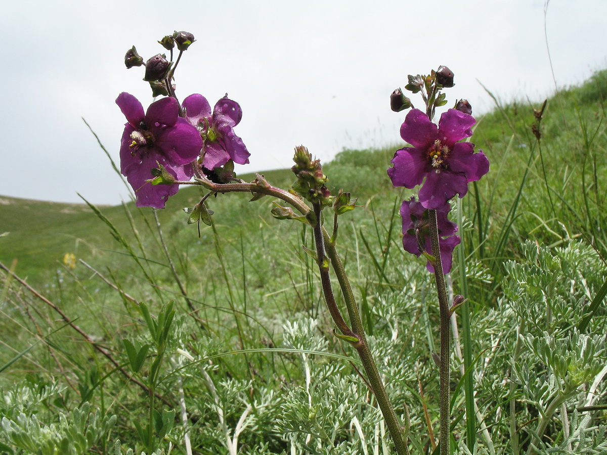 Изображение особи Verbascum phoeniceum.