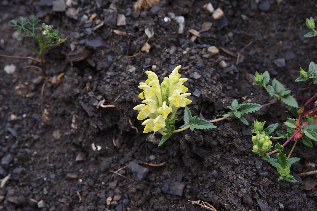 Image of Scutellaria raddeana specimen.