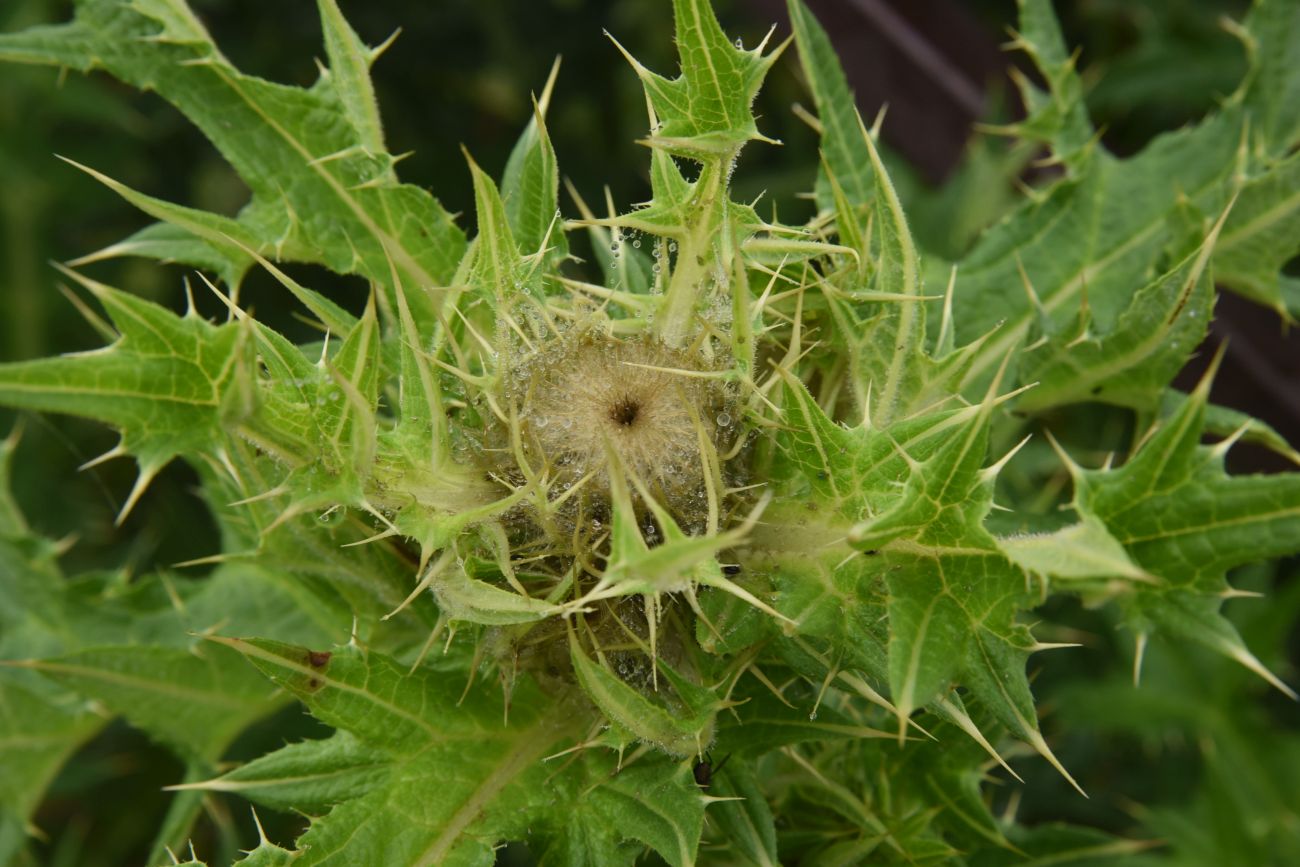 Image of genus Cirsium specimen.