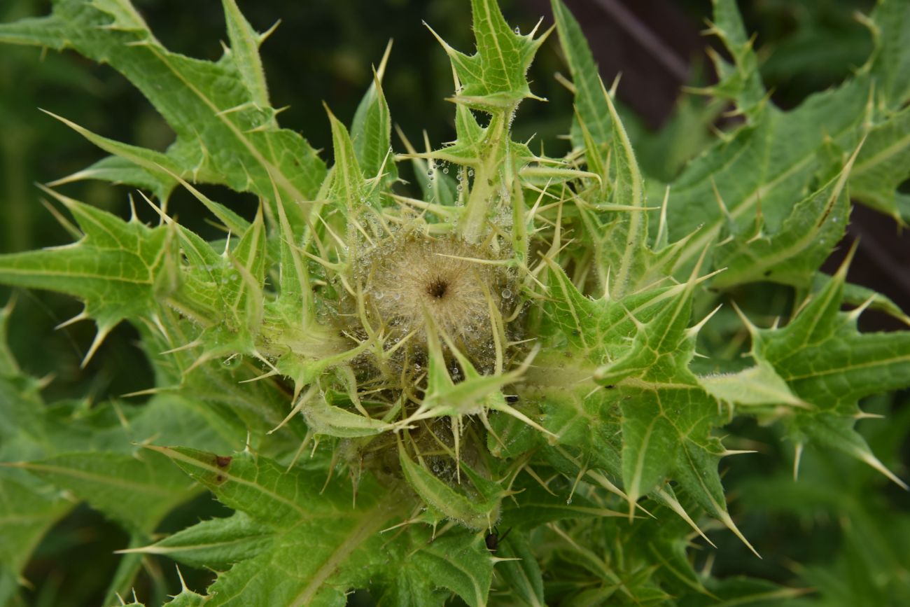 Изображение особи род Cirsium.