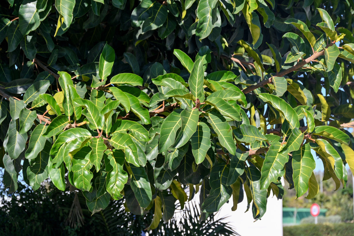 Image of Ficus lutea specimen.